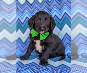 Border Collie-Golden Retriever Mix Puppy for sale in KIRKWOOD, PA, USA