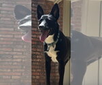Small #3 Border Collie Mix