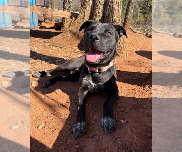 Medium Photo #3 Mutt Puppy For Sale in OKLAHOMA CITY, OK, USA