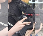 Small Photo #10 German Shorthaired Lab Puppy For Sale in TACOMA, WA, USA