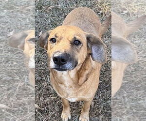 Mutt Dogs for adoption in Boston, MA, USA