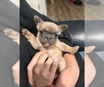 Small #4 French Bulldog