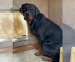 Small #10 Rottweiler