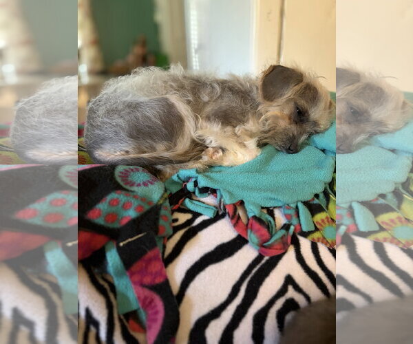 Medium Photo #3 Mutt Puppy For Sale in Plainfield, IL, USA