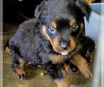 Small Photo #23 Rottweiler Puppy For Sale in RIEGELWOOD, NC, USA