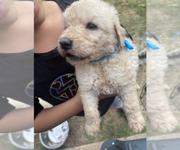 Medium Photo #1 Goldendoodle Puppy For Sale in KILLEEN, TX, USA
