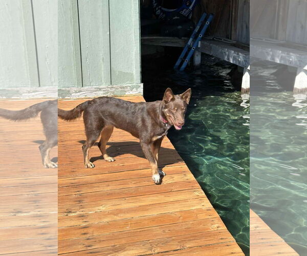 Medium Photo #3 Australian Kelpie-Unknown Mix Puppy For Sale in Yuba City, CA, USA