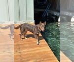 Small #2 Australian Kelpie Mix
