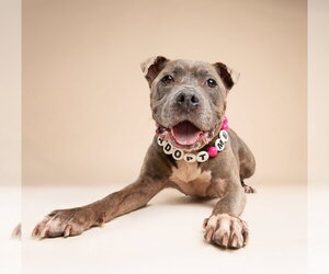 Mutt Dogs for adoption in Miami, FL, USA