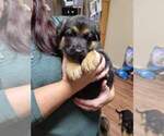 Small Photo #5 German Shepherd Dog Puppy For Sale in LYNCH STATION, VA, USA