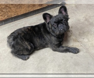 Mother of the French Bulldog puppies born on 05/30/2022