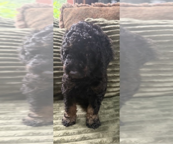 Medium Photo #18 Aussiedoodle Puppy For Sale in ASHEVILLE, NC, USA