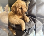 Small #1 Golden Retriever