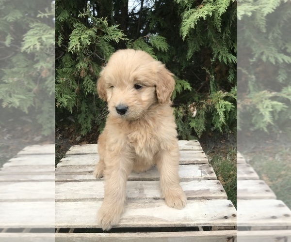 Medium Photo #2 Goldendoodle Puppy For Sale in GOSHEN, IN, USA