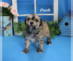 Small #10 Poodle (Toy)