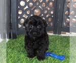Small #2 Yorkipoo