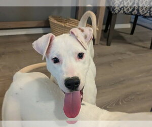 Mutt Dogs for adoption in Boston, MA, USA