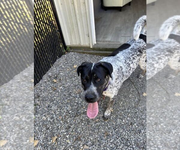 Medium Photo #1 Pointer-Unknown Mix Puppy For Sale in Elmsford, NY, USA