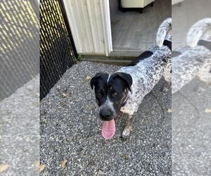 Pointer-Unknown Mix Dogs for adoption in Elmsford, NY, USA