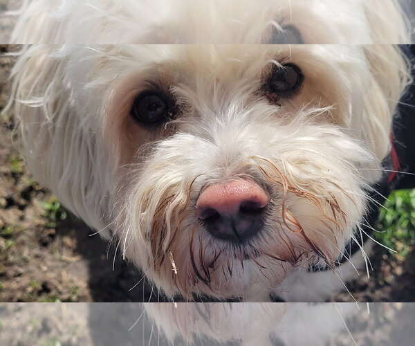Medium Photo #8 Maltese-Unknown Mix Puppy For Sale in Westmont, IL, USA