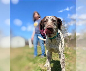 Mutt Dogs for adoption in Candler, NC, USA