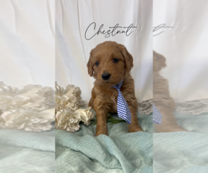 Goldendoodle (Miniature) Puppy for sale in RIVERTON, UT, USA