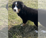 Small Photo #3 Bernese Mountain Dog Puppy For Sale in NILES, MI, USA