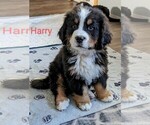 Small #7 Bernese Mountain Dog