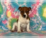 Small #2 Jack Russell Terrier