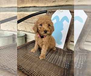 Goldendoodle Puppy for sale in NIANGUA, MO, USA
