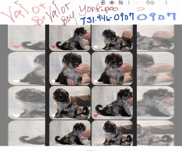 Medium Photo #12 Yorkiepoo mix (+ Poodle Toy) Puppy For Sale in DYERSBURG, TN, USA