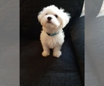 Puppy 1 Maltese