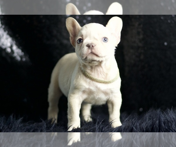 Medium Photo #19 French Bulldog Puppy For Sale in WARSAW, IN, USA