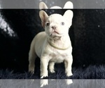 Small Photo #19 French Bulldog Puppy For Sale in WARSAW, IN, USA