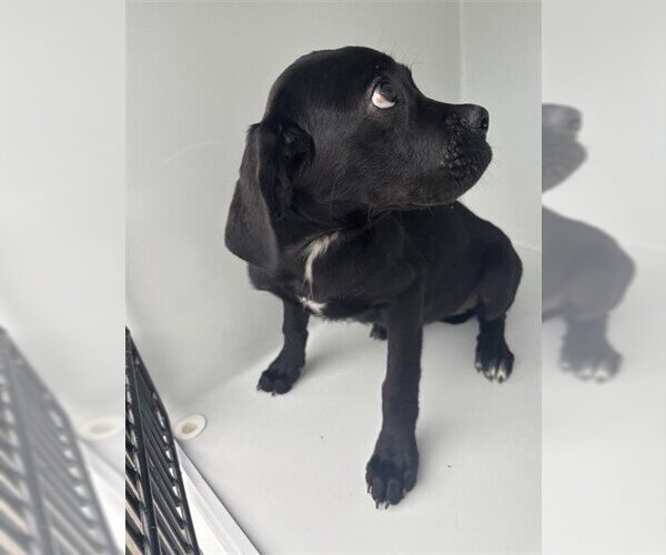 Medium Photo #1 Labrador Retriever-Unknown Mix Puppy For Sale in Houston, TX, USA