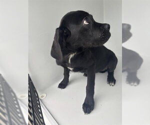 Labrador Retriever-Unknown Mix Dogs for adoption in Houston, TX, USA