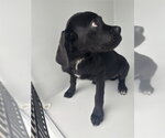 Small Labrador Retriever Mix