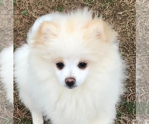 Saint Bernard Puppy for sale in DAWSONVILLE, GA, USA