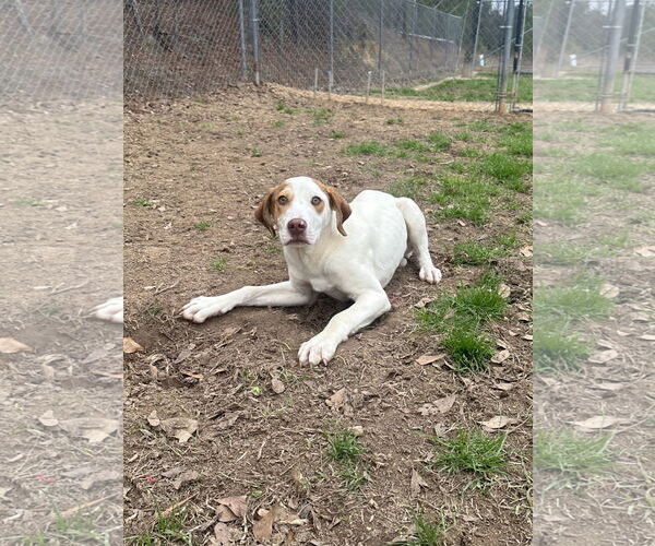 Medium Photo #1 Mutt Puppy For Sale in Eastman, GA, USA