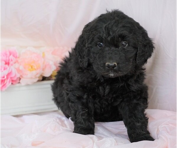 Medium Photo #1 Newfypoo Puppy For Sale in FREDERICKSBG, OH, USA