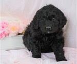 Small Photo #1 Newfypoo Puppy For Sale in FREDERICKSBG, OH, USA