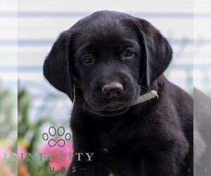 Labrador Retriever Puppy for sale in JONESTOWN, PA, USA