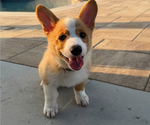 Small #6 Pembroke Welsh Corgi