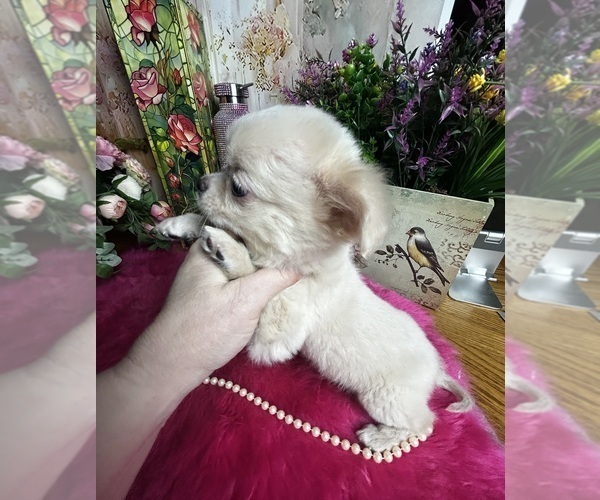 Medium Photo #3 Chihuahua Puppy For Sale in TRACY, CA, USA