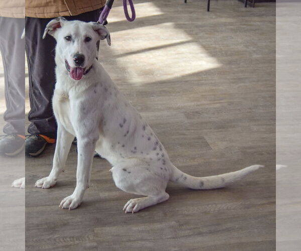 Medium Photo #6 Great Dane-Labrador Retriever Mix Puppy For Sale in Huntley, IL, USA
