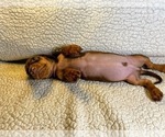 Small Photo #6 Dachshund Puppy For Sale in SANTA CLARITA, CA, USA