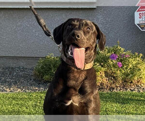 Labrador Retriever-Unknown Mix Dogs for adoption in Clovis, CA, USA