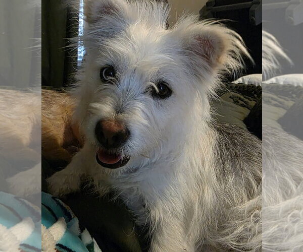Medium Photo #4 Mutt Puppy For Sale in Littleton, CO, USA
