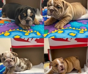 Bulldog Puppy for sale in STOCKBRIDGE, GA, USA