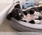 Small #1 Boston Terrier Mix
